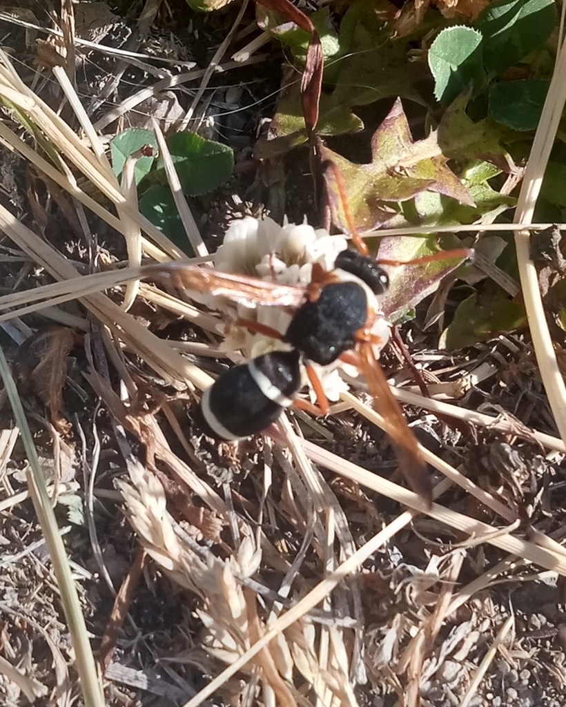 Hypodynerus humeralis