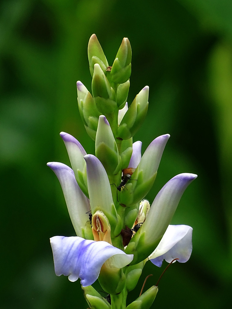 holly mangrove
