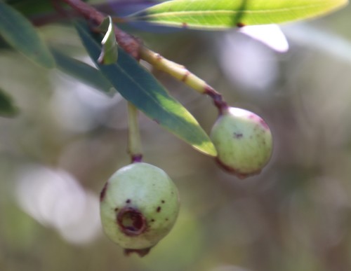 Syzygium pondoense, photograph 6