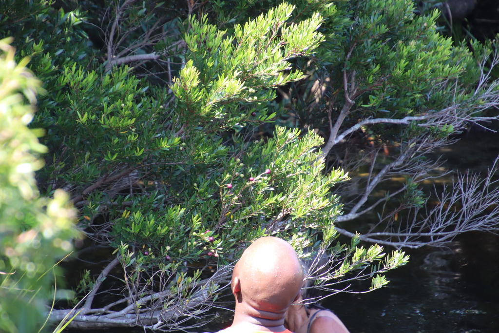 Syzygium pondoense; photograph (c) Tony Rebelo, some rights reserved (CC BY-SA)