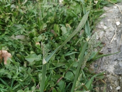 Dactylis glomerata