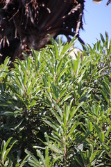 (c) Tony Rebelo, some rights reserved (CC BY-SA) Syzygium pondoense, photograph (c) Tony Rebelo, some rights reserved (CC BY-SA)
