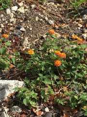 Lantana camara