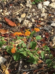 Lantana camara