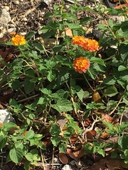 Lantana camara