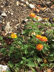 Lantana camara