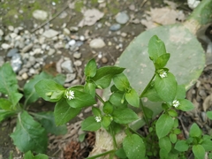 Stellaria media