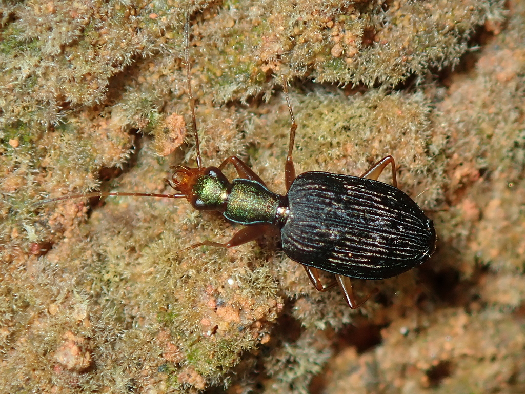 Diplacanthogaster