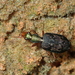 Diplacanthogaster - Photo no rights reserved, uploaded by Tsssss