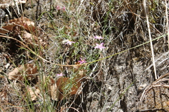 Rainbow plant (Gyrandra)