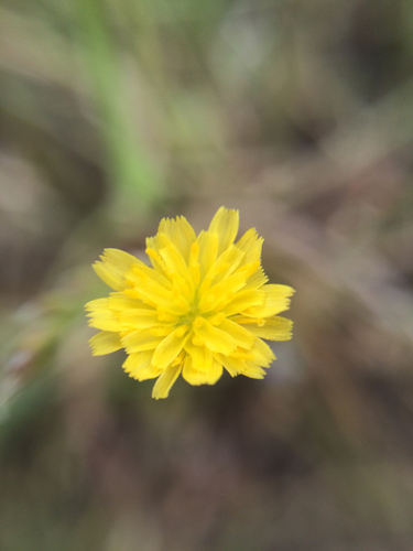 iNaturalist observation photo of Sunflowers, Daisies, Asters, and Allies