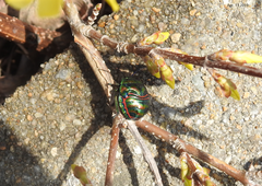 Poecilocoris splendidulus