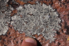 Dimelaena