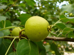 Pyrus ussuriensis