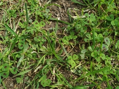 Medicago arabica
