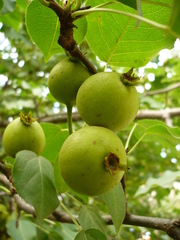 Pyrus ussuriensis