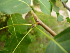 Pyrus ussuriensis