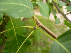 Pyrus ussuriensis
