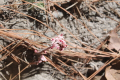 Euphorbia radians