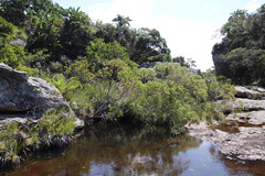 Leucadendron pondoense