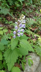 Scutellaria rubropunctata