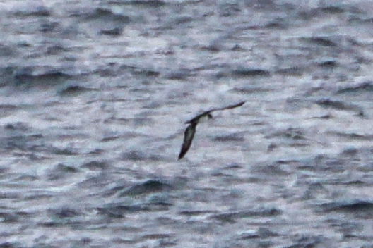 Pink-footed Shearwater