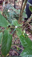 Lasianthus attenuatus