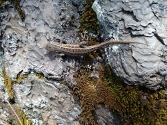 Sceloporus aeneus