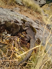 Cleft Lizard photo 4