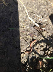 Lumbricus terrestris