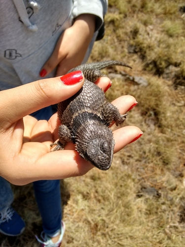 Central Cleft Lizard
