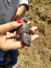 Cleft Lizard photo 3