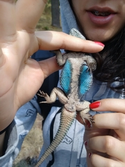 Cleft Lizard photo 2