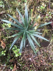 Celmisia major brevis