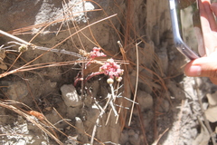 Euphorbia radians