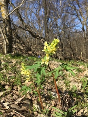 Corydalis cava marschalliana