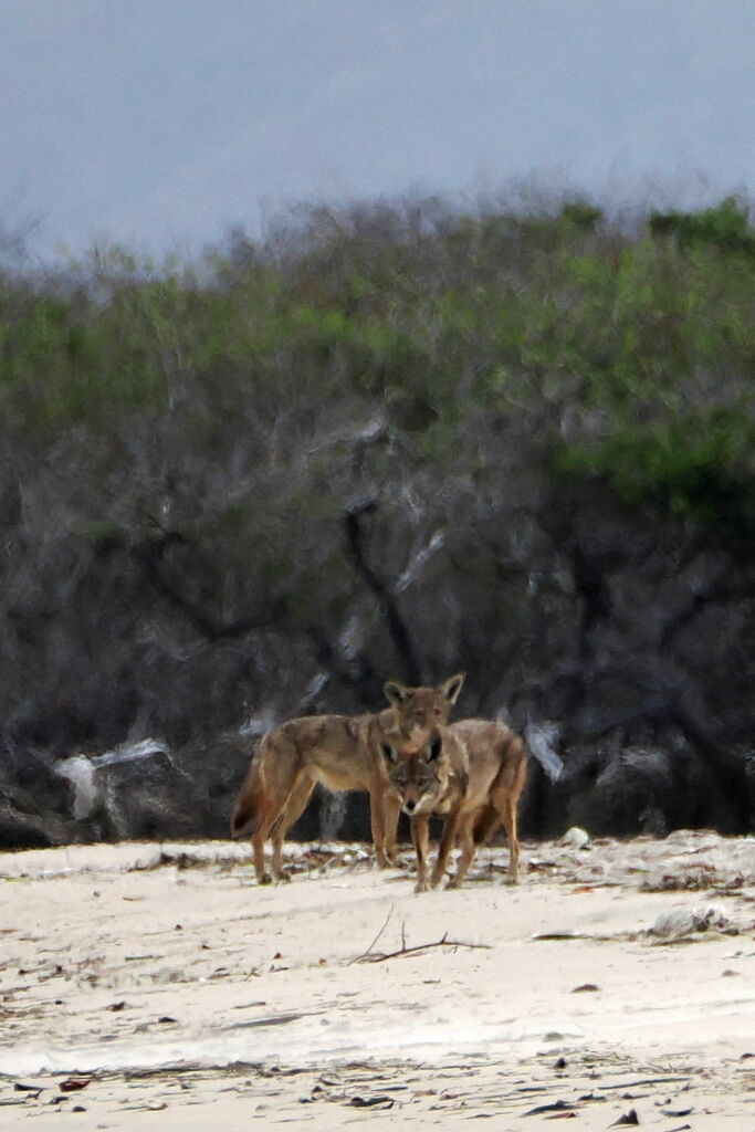 Coyote From Comond Municipality BCS Mexico On January 10 2024 At 05   Large 