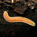 Feather Millipedes - Photo (c) Scott Cox, some rights reserved (CC BY-NC-ND)