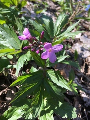 Cardamine quinquefolia