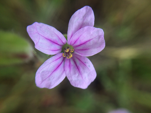iNaturalist observation photo of Mediterranean Stork's-bill