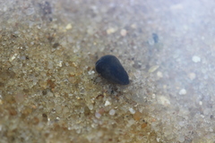 Polycelis nigra