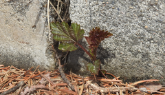 Rubus crataegifolius