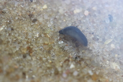 Polycelis nigra