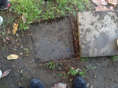 Lumbricus terrestris