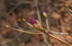 Rhododendron mucronulatum