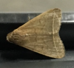 Lepidoptera