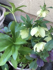 Helleborus