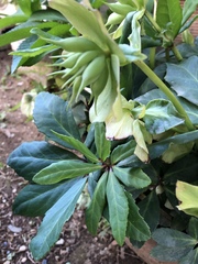 Helleborus