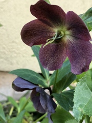 Helleborus
