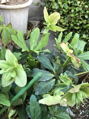 Helleborus
